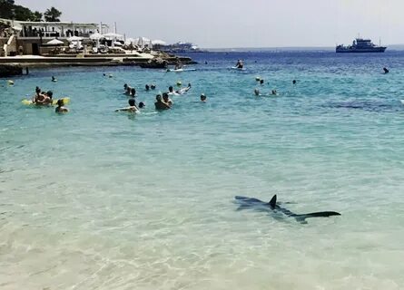 В каком море египта водятся акулы