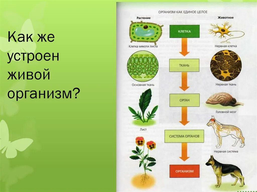 Организм биологическая система. Организм как единое целое схема. Организм животного биологическая система. Схема организм биологическая система. Живые организмы в открытом