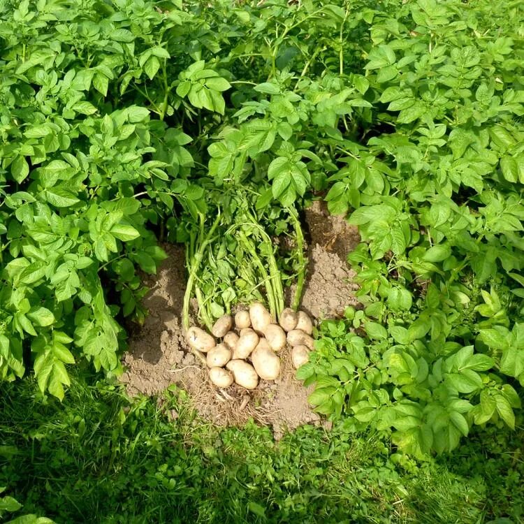 Вырастет ли картошка. Ботва картофеля. Картофель Гала ботва. Куст картошки. Картофель растет куст.
