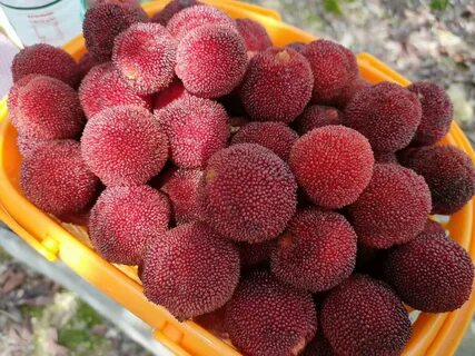 Its fruit