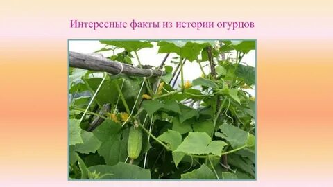 Проект на тему выращивание огурцов в домашних условиях