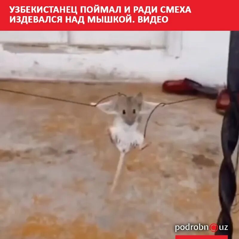 Издеваются над мышью. Издеваются над мышью. Издевательство над грызунами, ежами. Издеваются над мышью. Крыса моется в душе мнм.