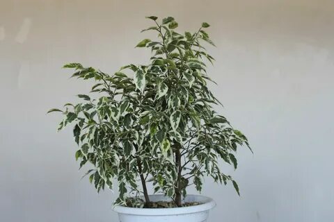 Фикус бенджамина условия
