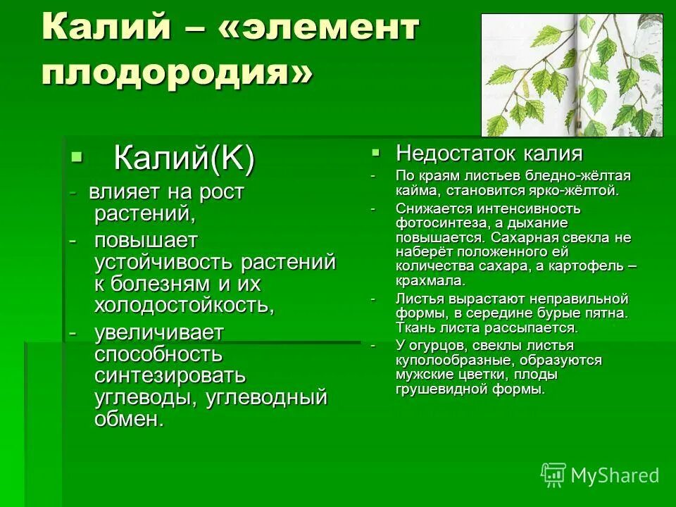 Роль калия для растений. Роль калия в жизни растений. Влияние калийных удобрений на растения. Значение калия для растений. Элементы плодородия