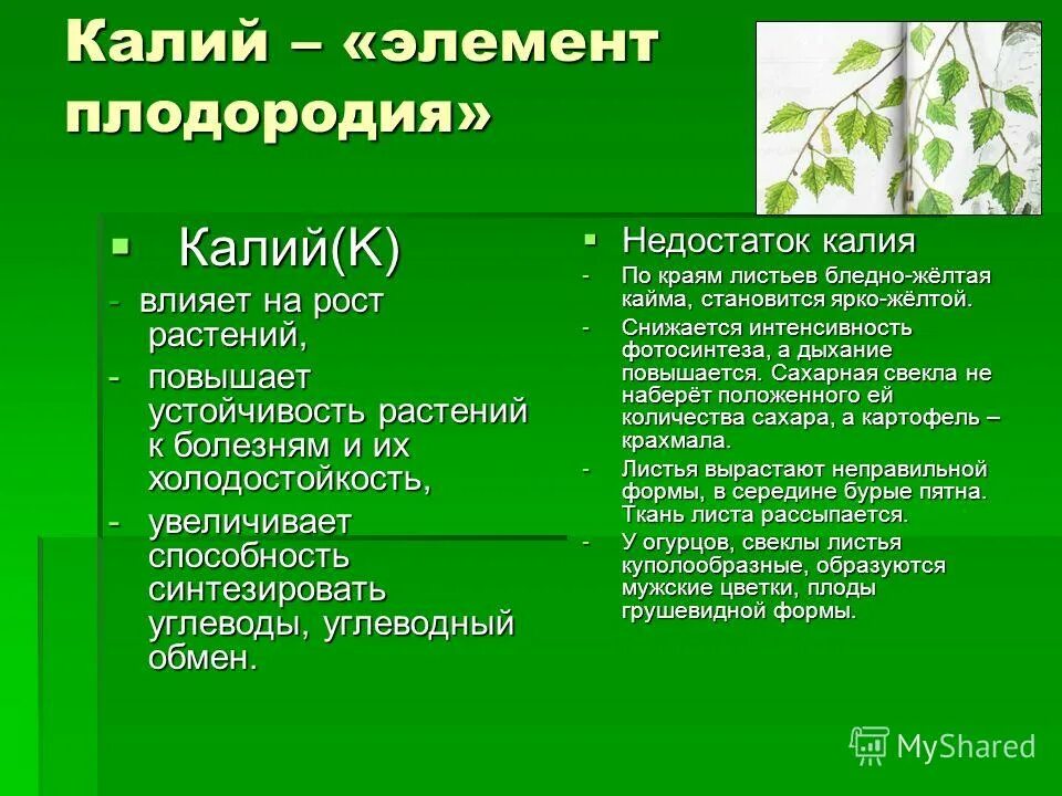 Какое влияние оказывает фосфор на растения. Роль калия в жизни растений. влияние калийных удобрений на растения. влияние калия на растения. значение калия для растений.