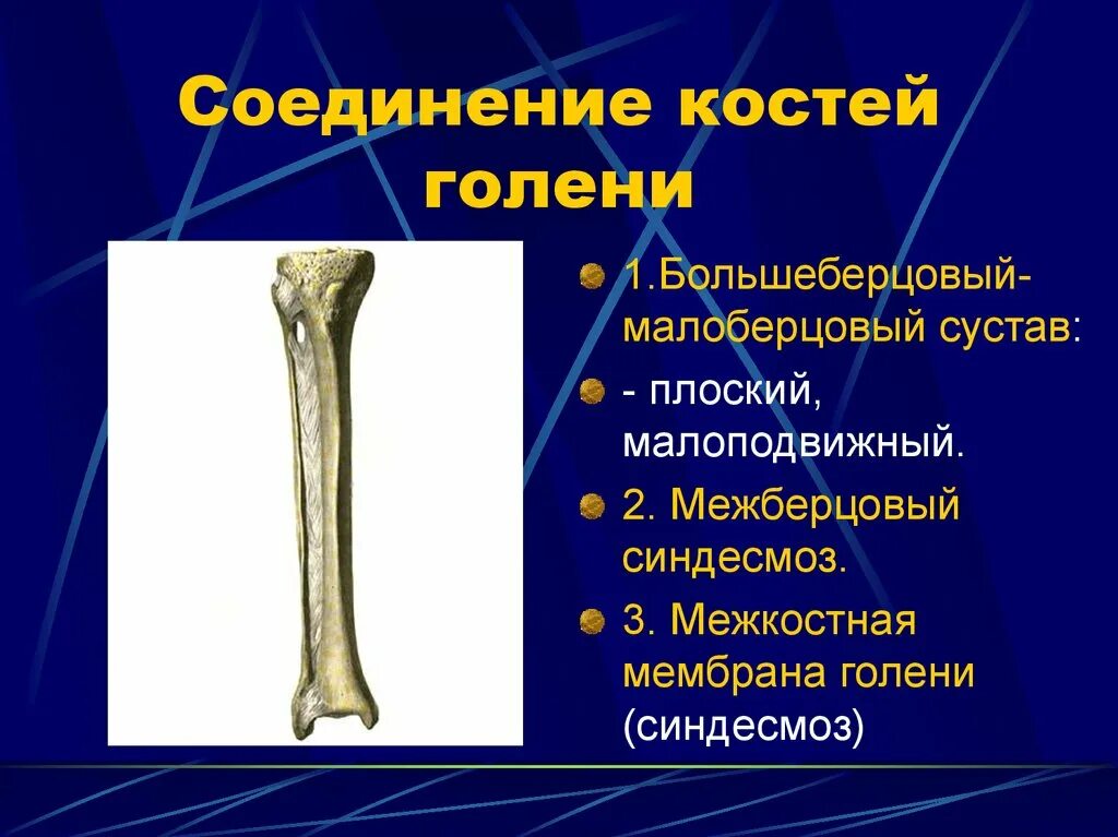 Большеберцовая кость и малоберцовая кость. Бедренная малоберцовая и большеберцовая кости. Проксимальная головка малоберцовой кости. Соединение малоберцовой и большеберцовой кости.