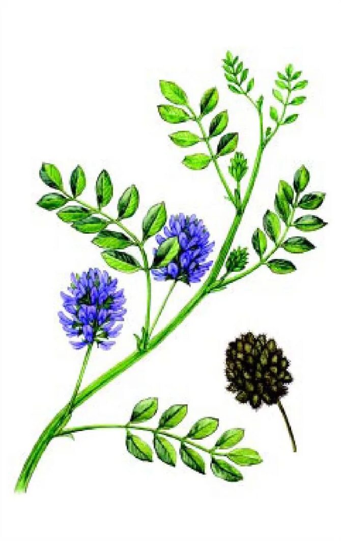 Солодка лист. Солодка иглистая. Солодка на белом фоне. Солодка голубая. Солодка голубая растение.