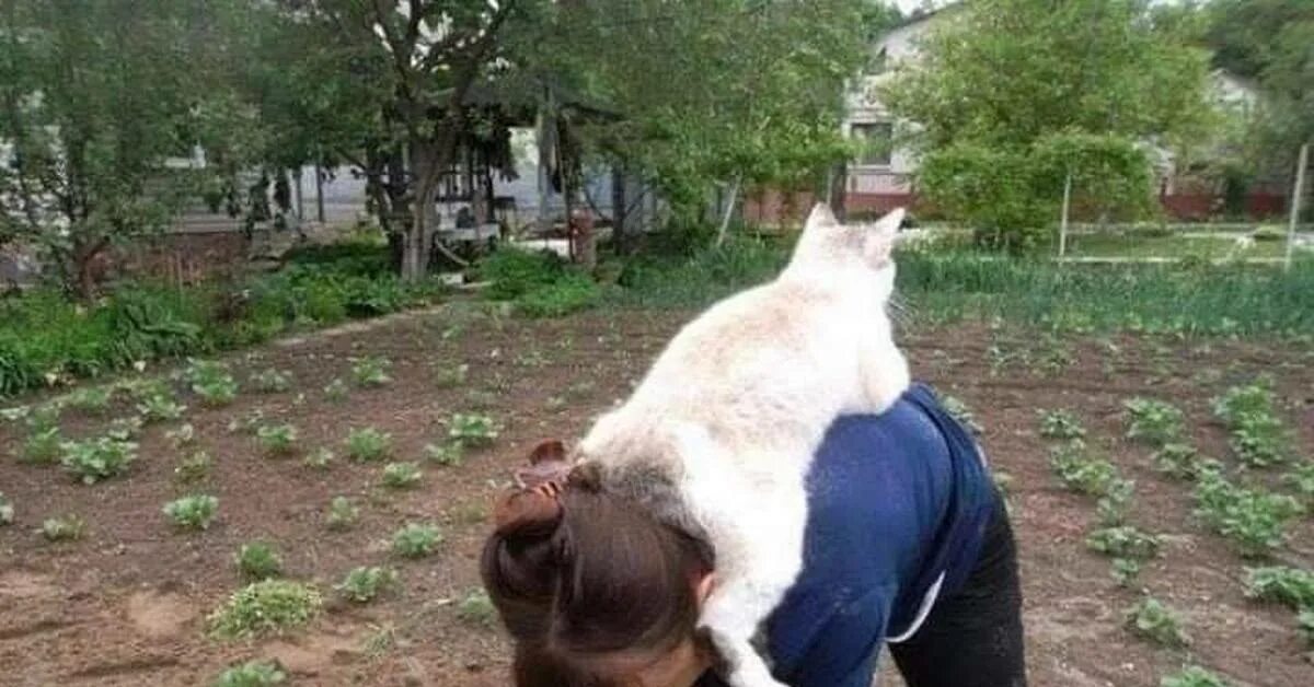 Кот на даче летом. Кошка на даче. Кошка на даче на огороде. Коты на огороде веселые. Кот на грядках.