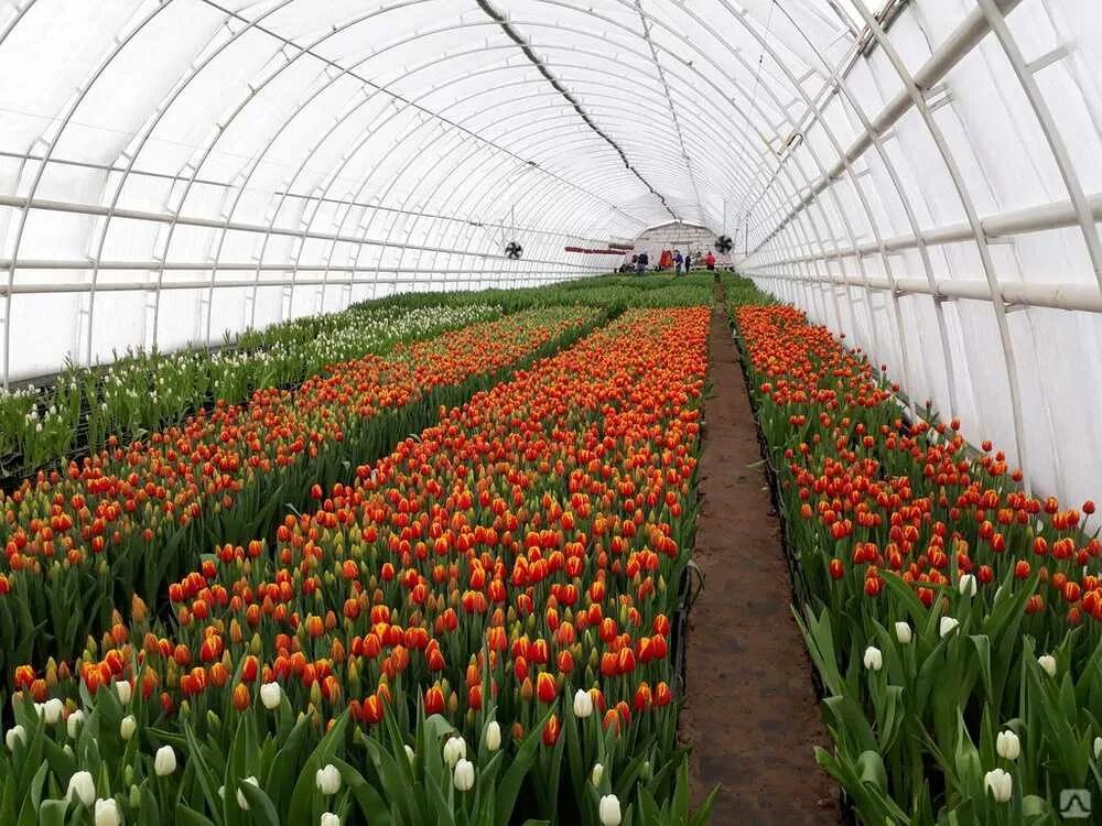 Луковицы тюльпанов для выгонки. Выгонка тюльпанов в теплице. Оранжерея доскино тюльпаны. Тюльпаны теплицы голландия. Теплицы лаврики тюльпаны.
