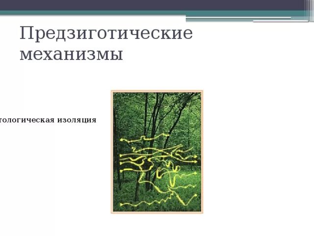 Результат ослабления репродуктивной изоляции между видами. Предзиготические изолирующие механизмы. Предзиготические изолирующие механизмы это в биологии. Предзиготические изолирующие механизмы примеры. Поведенческая изоляция.