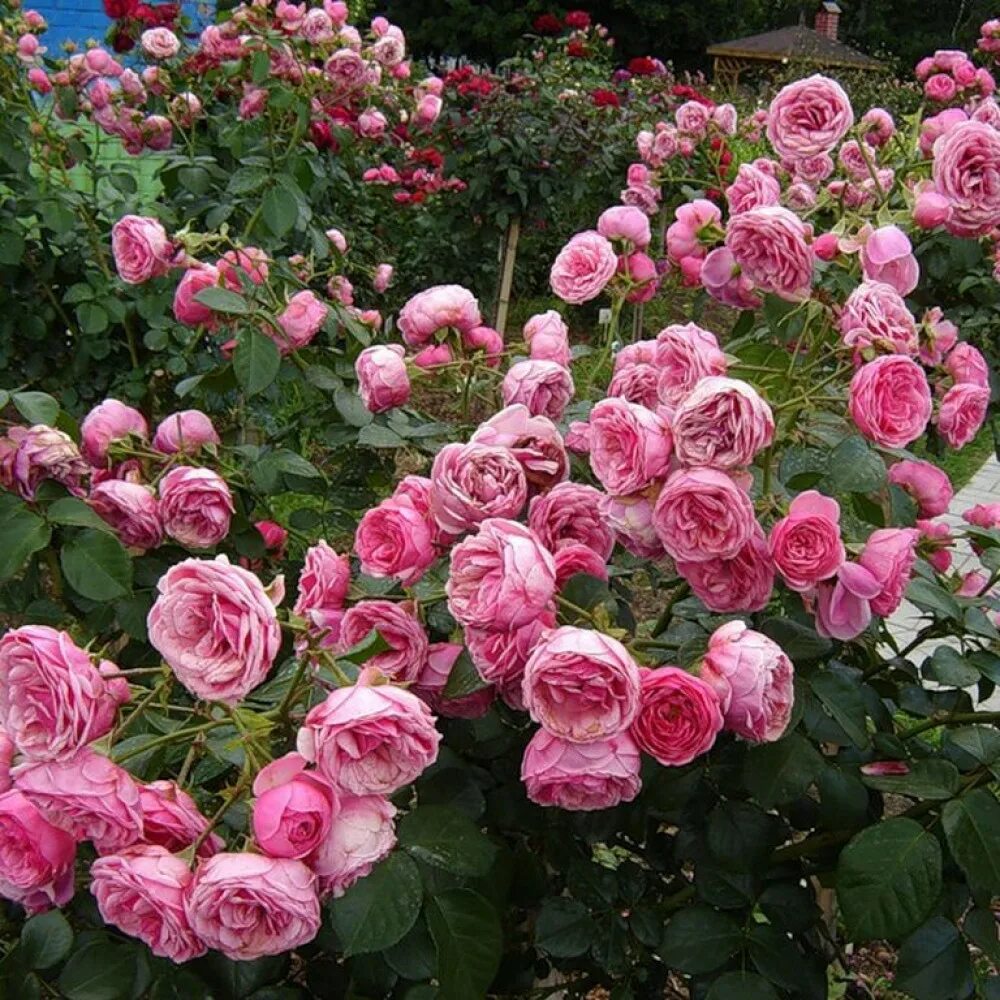 Розы флорибунда сорта. Розы флорибунда floribunda. Розы флорибунда floribunda. Флорибунда кимоно. Розы флорибунда floribunda.
