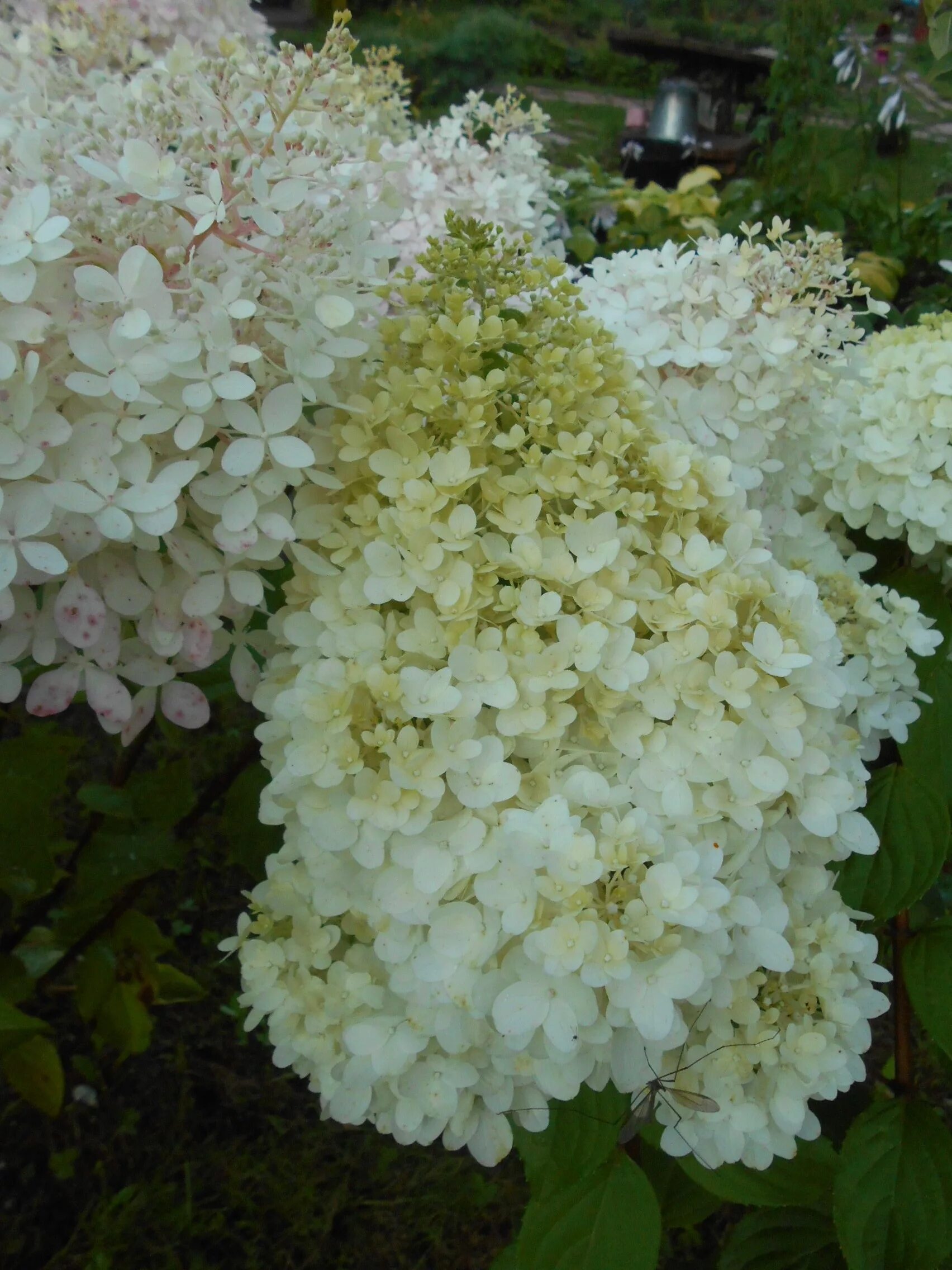 гортензия мунлайт метельчатая. мэджикал килиманджаро фото. гортензия метельчатая (hydrangea paniculata magical kilimanjaro). гортензия метельчатая мэджикал мунлайт. мэджикал килиманджаро фото.