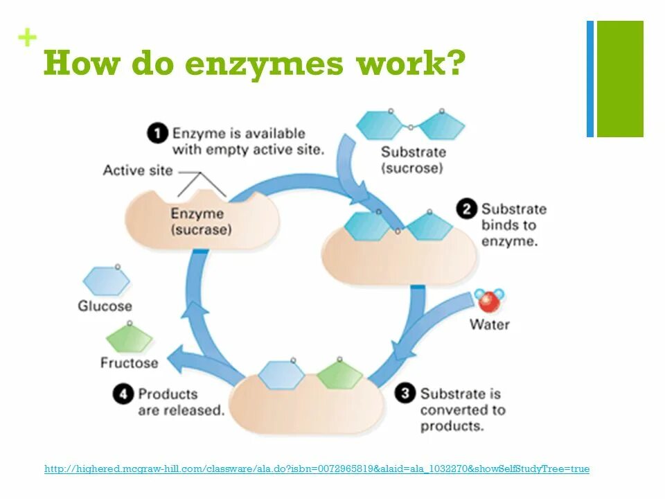Action site. Enzyme Active site. Enzyme Biochemistry. Enzyme substrate interaction. Enzyme шаблон.