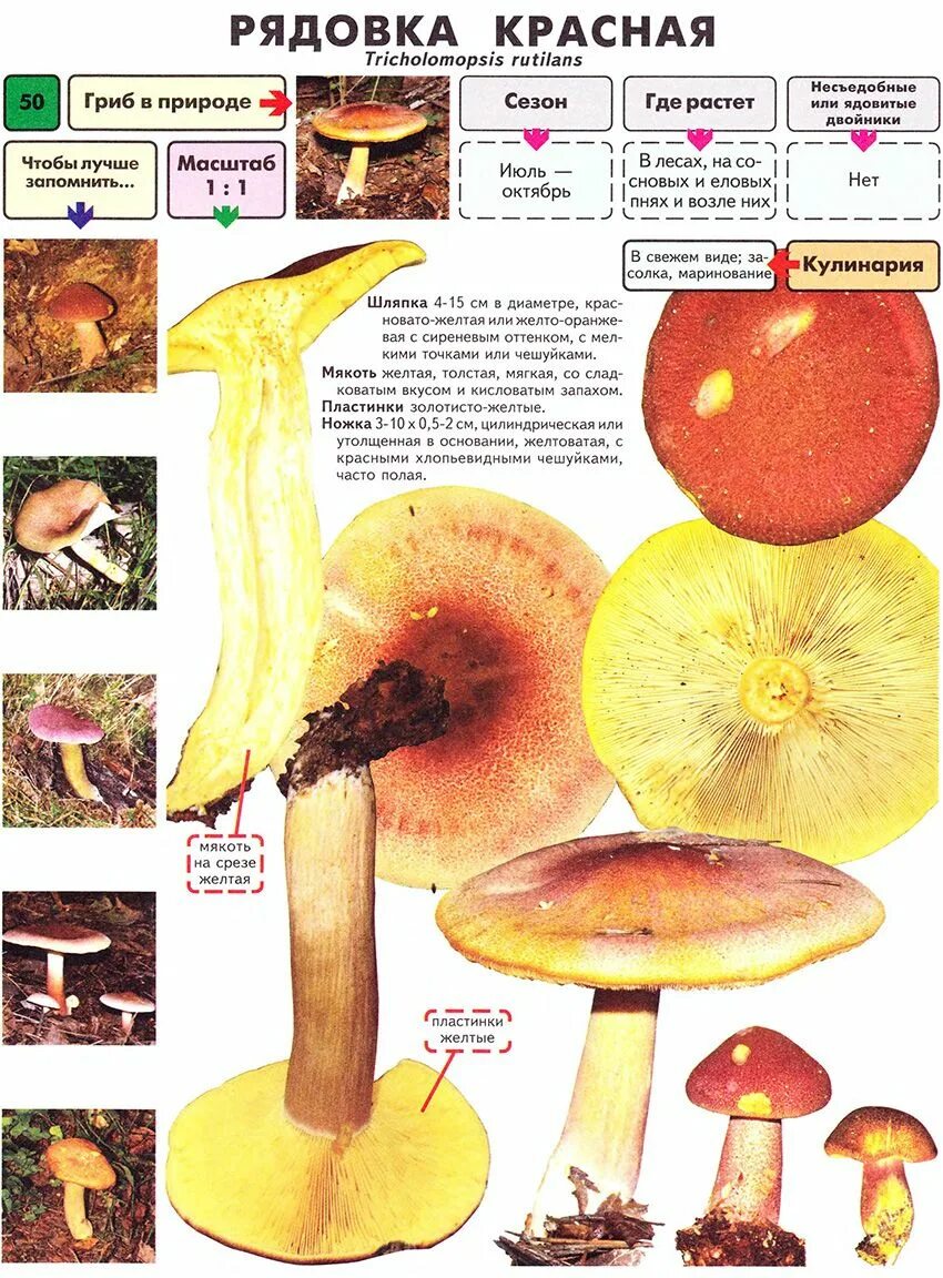 Рядовка жёлто-красная. Рядовка желто красная tricholomopsis rutilans. Гриб рядовка желто красная. Рядовка желто-красная рядовка. Рядовка жёлто-бурая съедобная.