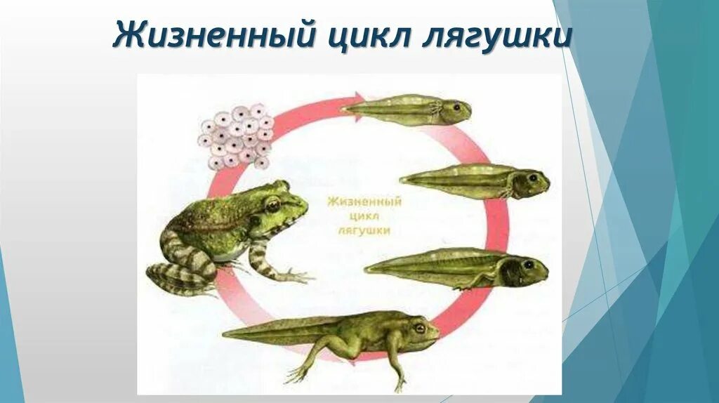 Цикл развития земноводных. Жизненный цикл развития лягушки. цикл размножения лягушки. цикл развития лягушки схема. земноводные жизненный цикл.