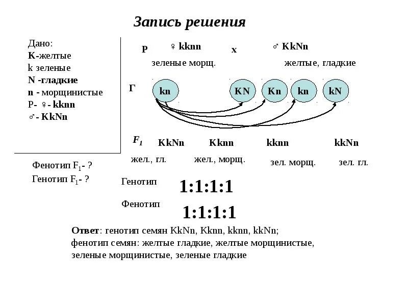 Определите генотип зеленого гладкого гороха. Третий закон Менделя фенотип и генотип. Генотип гороха с зелеными гладкими семенами. Законы Менделя 1 2 3 кратко. Определите генотипы родительских растений гороха.