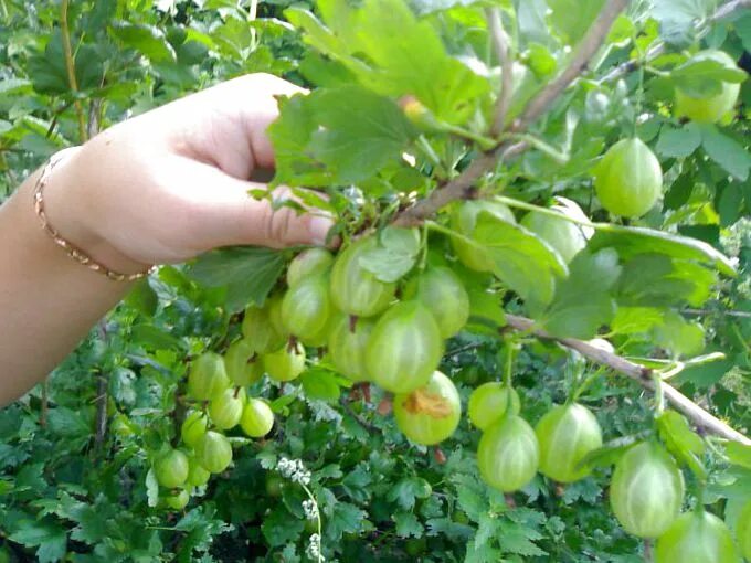 Лучший крыжовник для подмосковья. Крыжовник бесшипный сорта. крыжовник бесшипный грушенька. крыжовник бесшипный малахит. крыжовник желтый бесшипный.