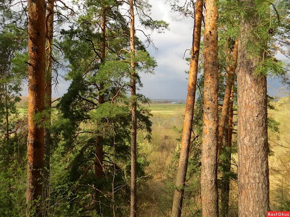 Солотча Рязань лес. Сосновый лес Солотча. Край леса Солотча. Рязань пейзажи Солотчи.