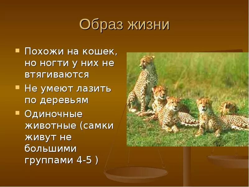 Одиночный образ жизни животных. Образ жизни животных. Гепард презентация. Презентация про гепарда 1 класс. Гепард презентация 4 класса.
