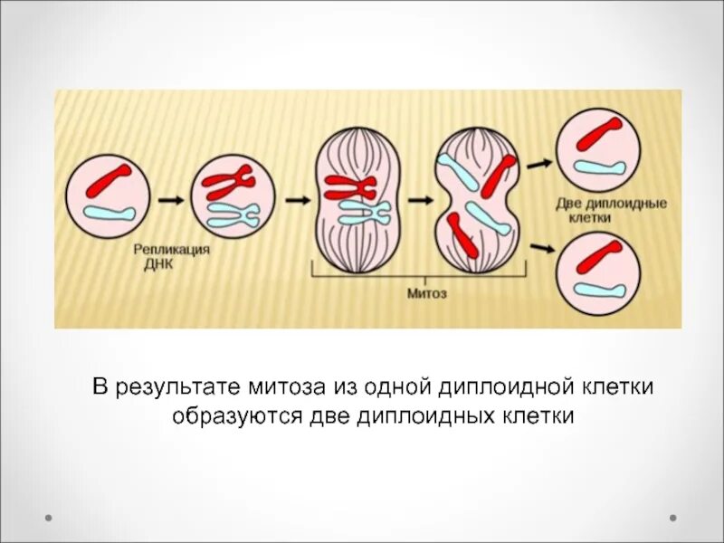 В результате митоза формируется. Митоз. Митоз диплоидной клетки. Результат митоза. Деление диплоидной клетки.