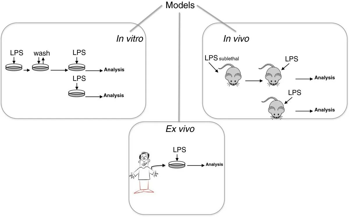 In vivo и in vitro что это такое. Схемы генной терапии in vivo и in vitro. Методы in vivo. Этапы получения культуры клеток in vivo и in vitro. Исследования in vivo