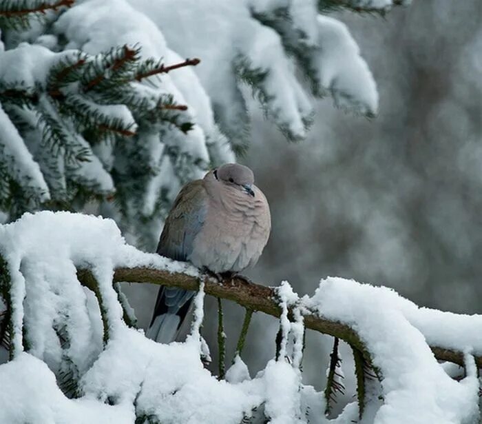 Cold bird. Снежная птица. Зима снег птицы. Птицы на дереве зимой. Птички на снегу.