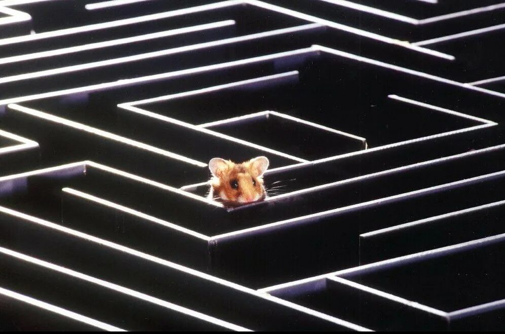 Мышиный лабиринт. Мышиный лабиринт. Мышиный лабиринт. Игра кошка с мышкой лабиринт. Лабиринт для крыс.