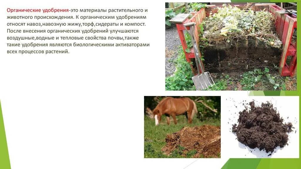Какие растения любят перегной