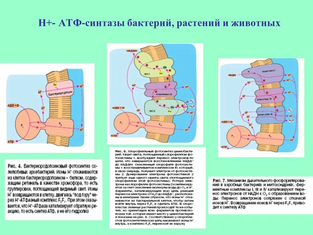 Место образование атф. Синтез АТФ У бактерий. АТФ синтаза бактерий. Синтез АТФ В бактериальной клетке.