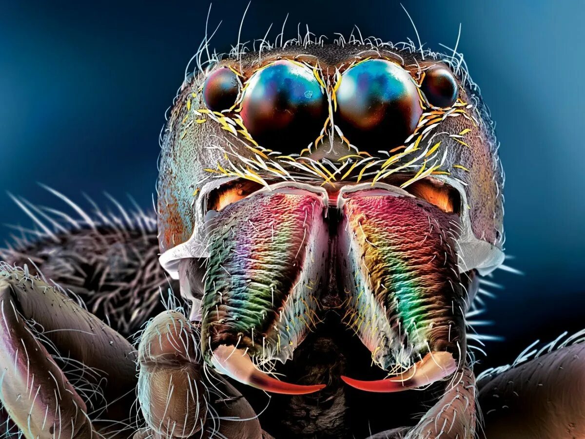 Бактерии на мухе. Макромир под микроскопом. Микромир насекомые под микроскопом. Фасеточные глаза у Жуков.