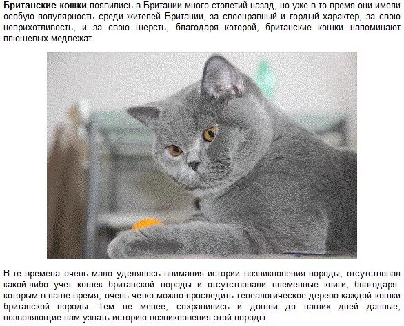 Рассмотрите фотографию кошки породы британская и выполните. Британская короткошёрстная кошка породы кошек. Британская кошка короткошерстная голубая основные сведения. Британская короткошёрстная кошка краткое. Кот британец описание.