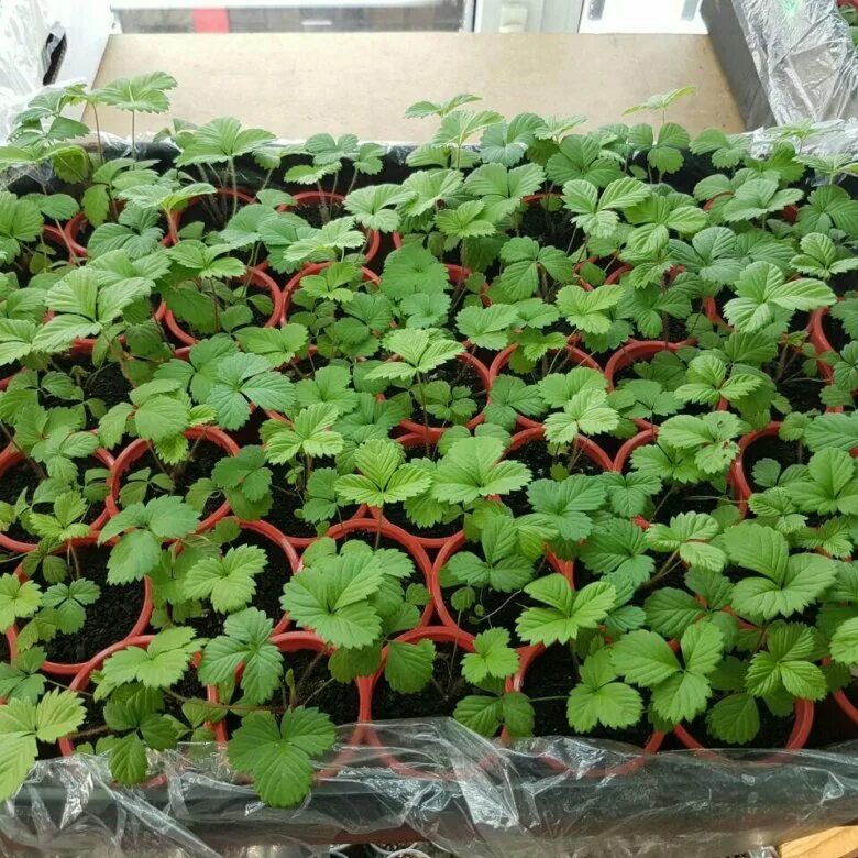 земляника ремонтантная руяна. земляника альпийская руяна. земляника барон солемахер. земляника руяна когда начинает плодоносить на какой год. руяна земляника ремонтантная рассада.