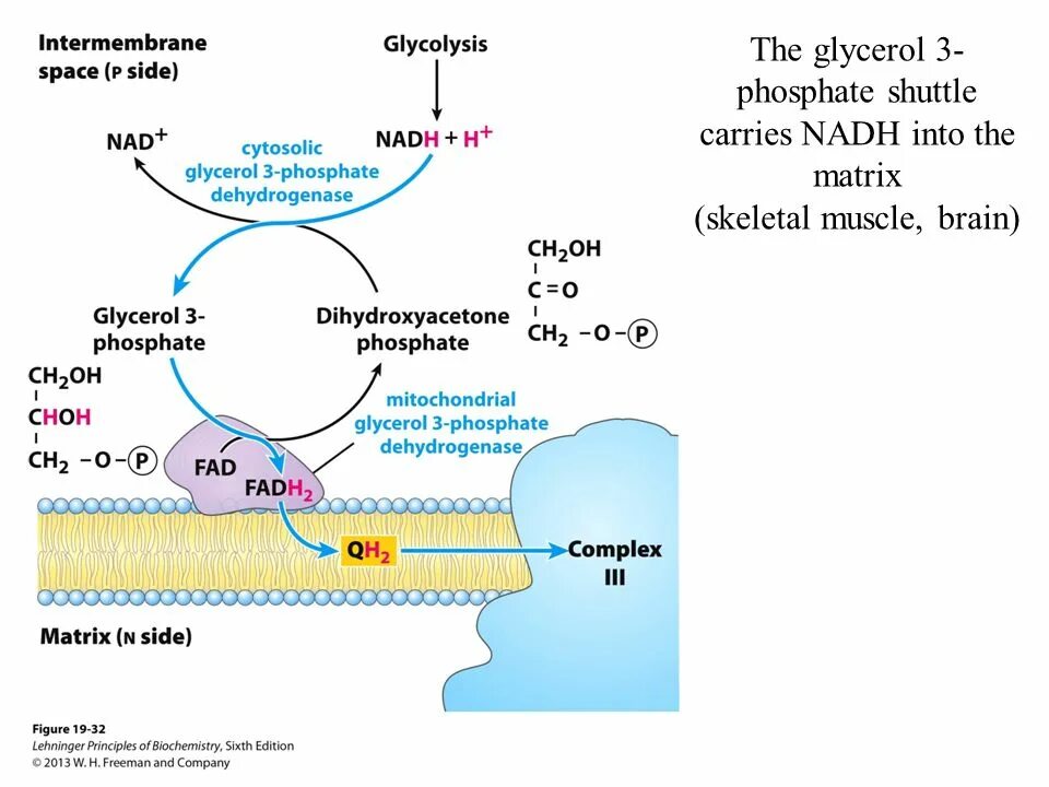 Глицерин 3 фосфат. Glycerol 3 phosphate shuttle. глицерол 3 фосфат. глицерол в глицерол 3 фосфат. glycerol phosphate shuttle system.