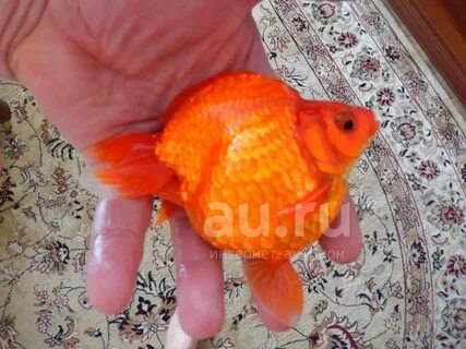 Самка и самец золотой рыбки