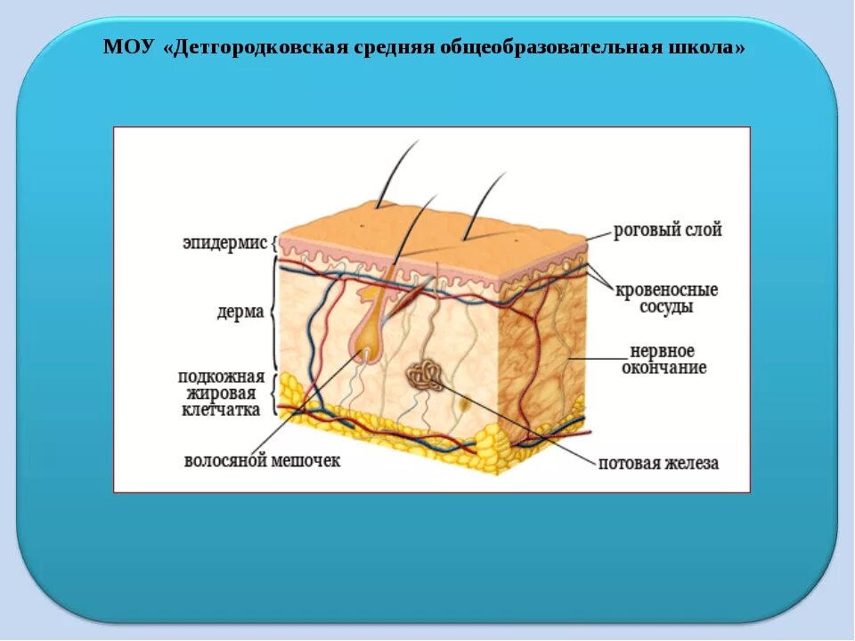 Урок кожа 8 класс биология