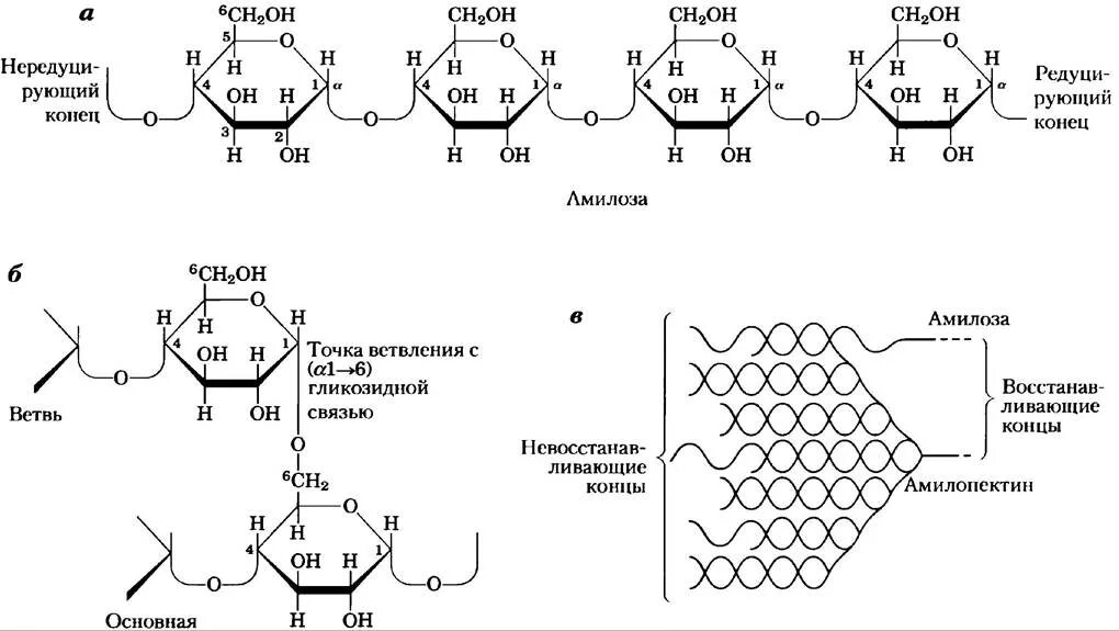 Запасной углевод в клетках печени. Строение гликогена формула. Крахмал гликоген Целлюлоза формулы. Молекула гликогена формула. Структура гликогена и целлюлозы.