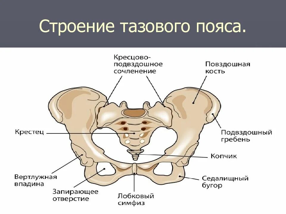 Строение скелета таза. Строение костей тазового пояса. Строение скелета тазовой кости. Кости таза лонная кость анатомия.