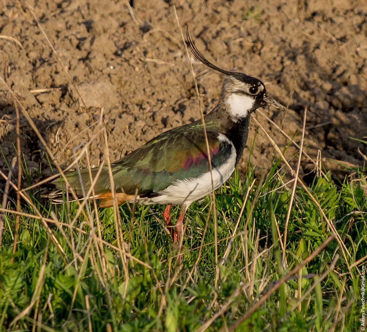 яванский чибис. чибис в удмуртии. чибис обыкновенный. чибис волжский. чибис пигалица.