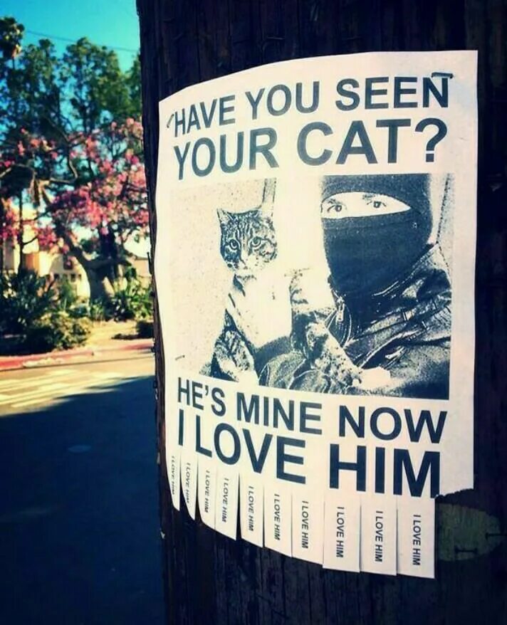 I have seen. Have you seen this cat. have you seen your cat. have you seen. have you seen this now you have.