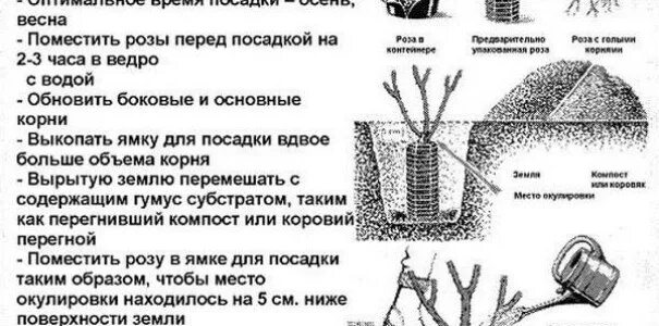 Как правильно садить розы. Посадка роз весной в открытый грунт с открытой корневой системой. Посадка розы весной в открытый грунт с закрытой корневой системой. Посадка чайно-гибридных роз весной. Схема удобрения розы чайно-гибридной.