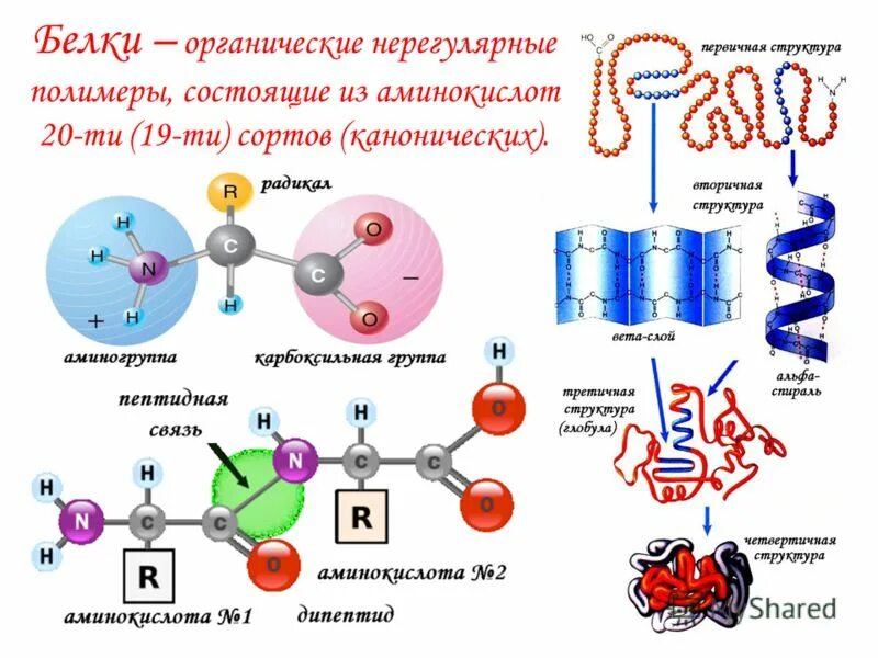 Полимером состоящим из аминокислот является. Третичная структура белка биополимер. Полимером состоящим из аминокислот является. Белки природные полимеры презентация. Белок полимер.