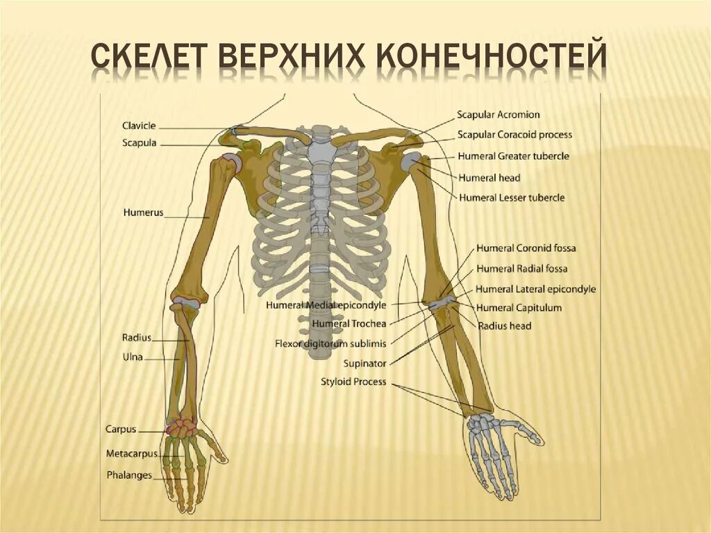 Строение скелета верхней конечности (отделы и кости). Верхняя конечность отделы скелета кости скелета. Строение скелета пояса верхней конечности. Пояс верхних конечностей анатомия.