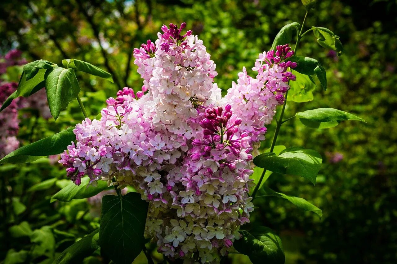 Сирень Syringa. Сирень Белисент. Сирень Кавур. Многолистная сирень. Сирень особенности