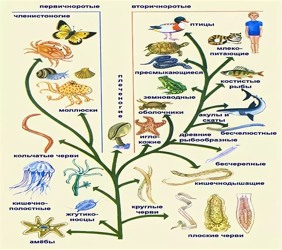 Основные этапы развития животных 8 класс. Происхождение животных схема. Схема эволюции позвоночных животных.
