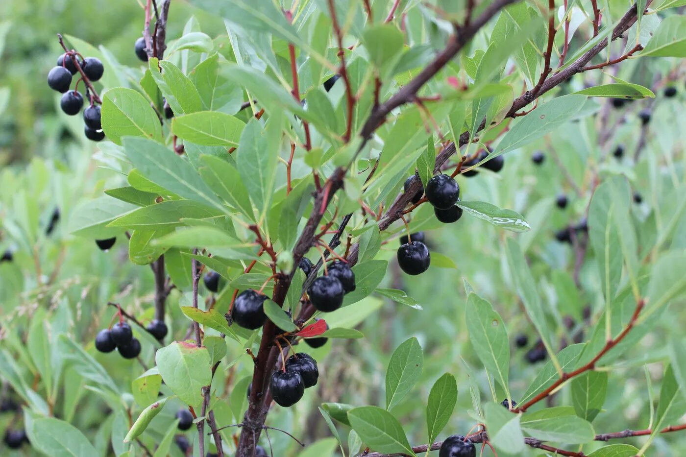 Вишня песчаная бессея. Вишня песчаная черноплодная. Вишня бессея (песчаная вишня). Вишня войлочная бессея. Вишня песчаная бессея.
