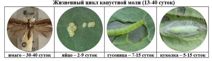 Капустная моль какой тип повреждения. Капустная моль. Гусеница капустной моли меры борьбы. Яйца капустной моли. Яйцеклад капустной моли.