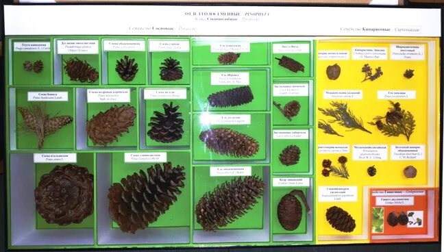 Коллекция шишек хвойных. Шишки секвойи гигантской. Коллекция шишек хвойных. Сосна тунберга шишка. Коллекция шишек.