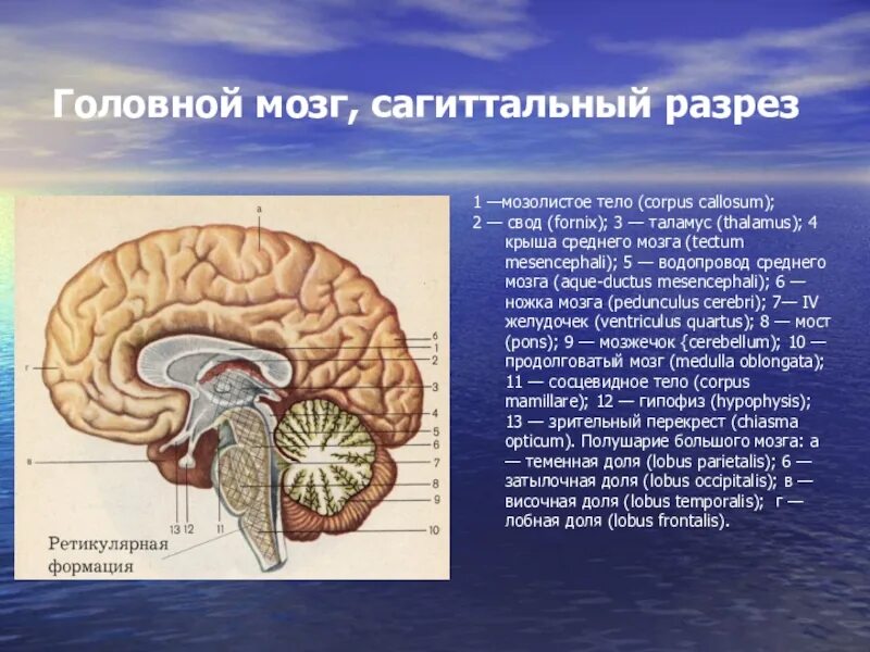 Головной мозг Corpus callosum. Мозолистое тело головного мозга. Ствол головного мозга Сагиттальный разрез. Сагиттальный срез ствола мозга.