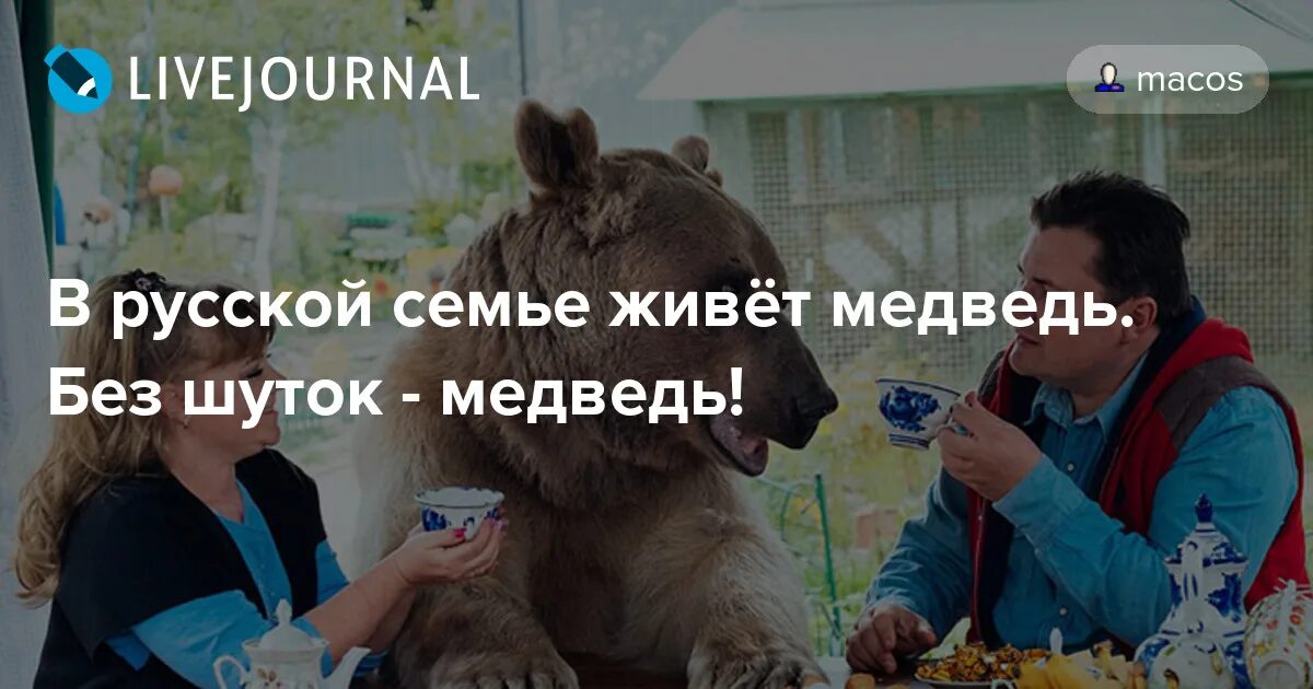 Где живет маша без медведя. Медведь живет в семье. Семья медведей анекдот. Человек и медведь анекдот. У каждого ли в России есть ручной медведь.