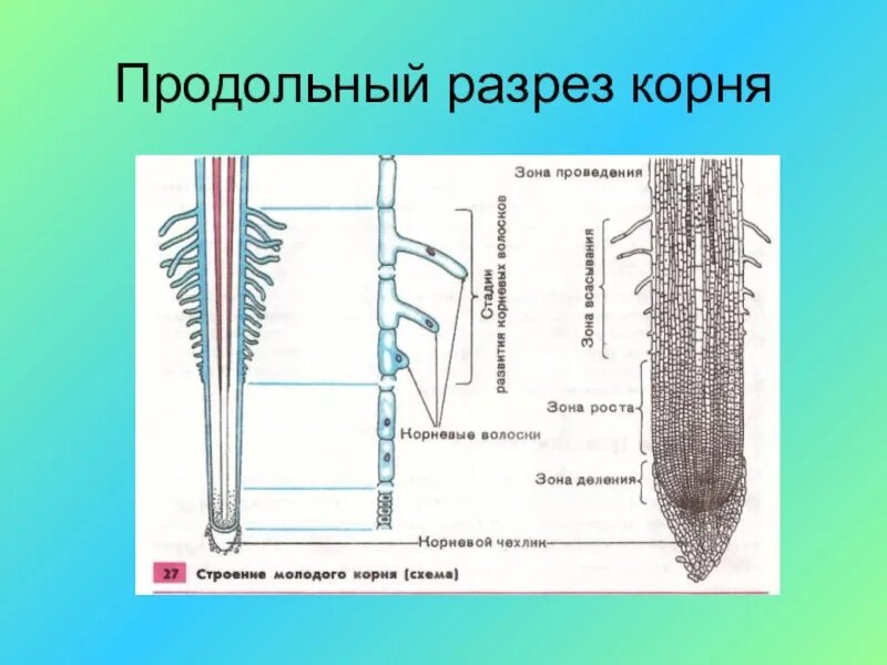 Строение молодого корня. Продольное сечение корня схема. Строение продольного сечения корня. Поперечный и продольный срез корня. Продольное сечение корня в биологии.